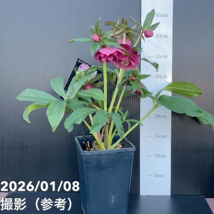 一点物】堀切園 クリスマスローズ ウィンターシンフォニー 5号角鉢