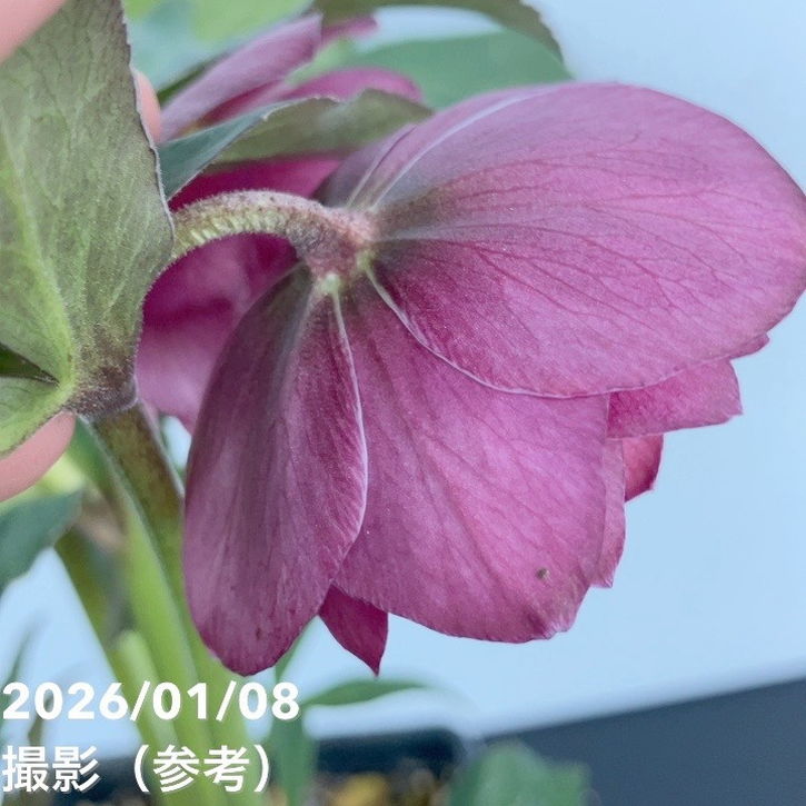 一点物】堀切園 クリスマスローズ ウィンターシンフォニー 5号角鉢