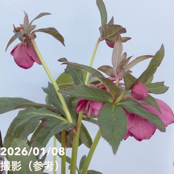 バ*カ様 クリスマスローズ ウィンターシンフォニー 「写楽」 バ*カ様 クリスマスローズ ウィンターシンフォニー 「写楽