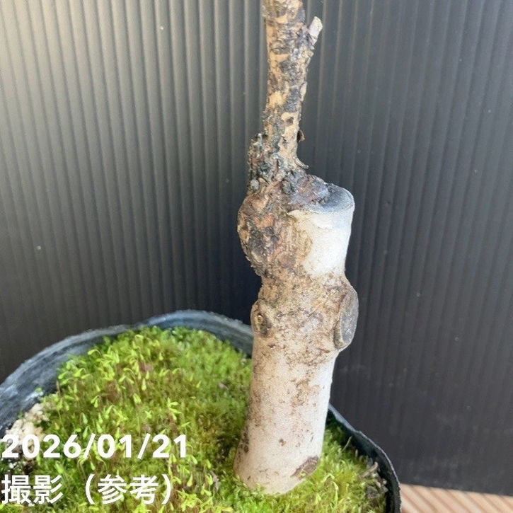 現品お届け】椿 ツバキ 4号 ハイドンキング KM4［こだわりの前田