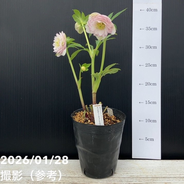 お買い得一点物咲き進み株】加藤農園 クリスマスローズ アフロディーテ