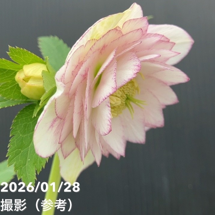 一点物】加藤農園 クリスマスローズ アフロディーテプリマヴェーラ 4.5