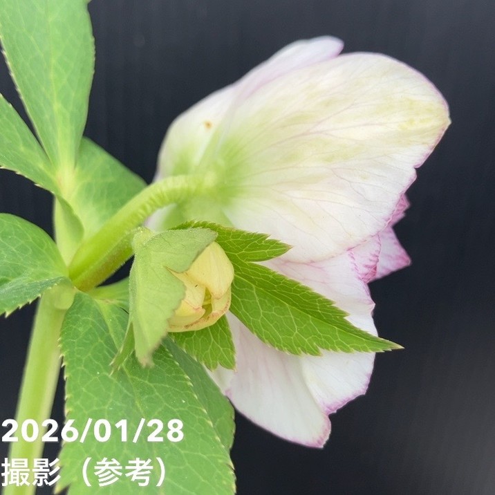 一点物】加藤農園 クリスマスローズ アフロディーテプリマヴェーラ 4.5