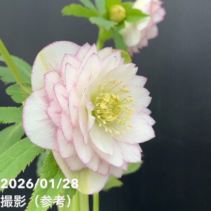 クリスマスローズ　超1級品 認定アフロディーテプリマヴェーラタイプ　加藤農園 一点物】加藤農園 クリスマスローズ アフロディーテプリマヴェーラ 4.5