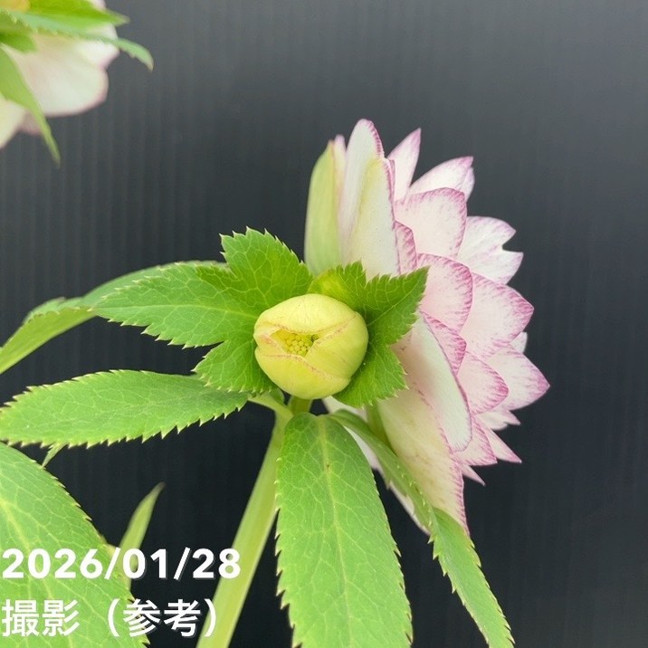 プリマヴェーラ　加藤農園 一点物】加藤農園 クリスマスローズ アフロディーテプリマヴェーラ 4.5