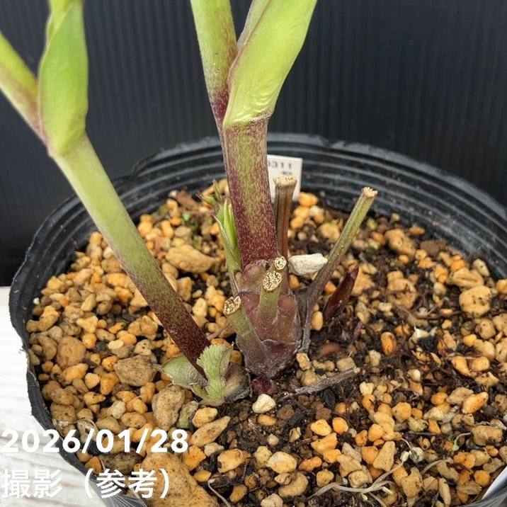 お買い得一点物咲き進み株】加藤農園 クリスマスローズ アフロディーテ