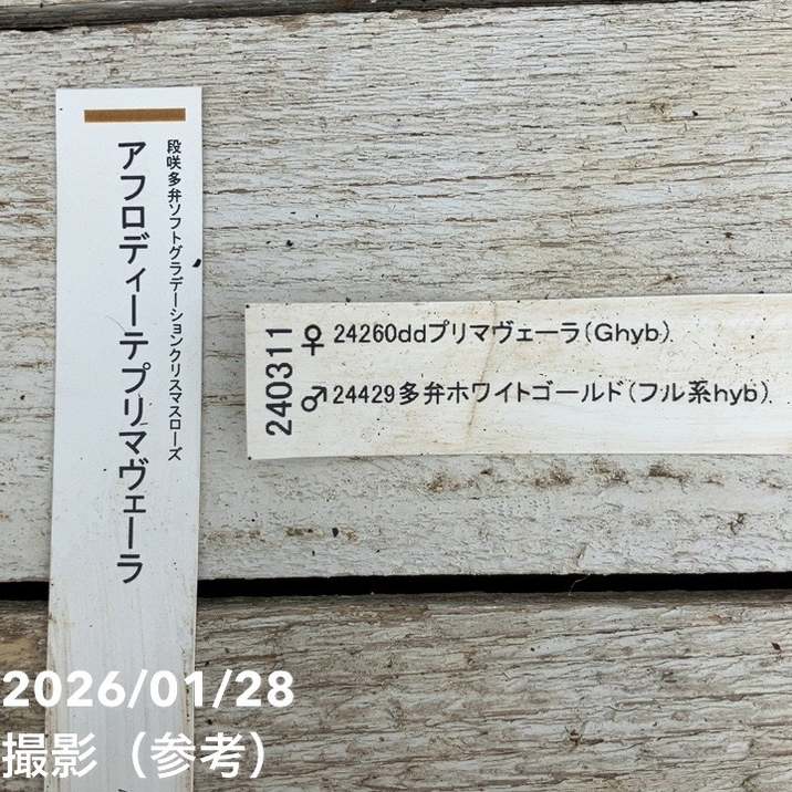 お買い得一点物咲き進み株】加藤農園 クリスマスローズ アフロディーテ