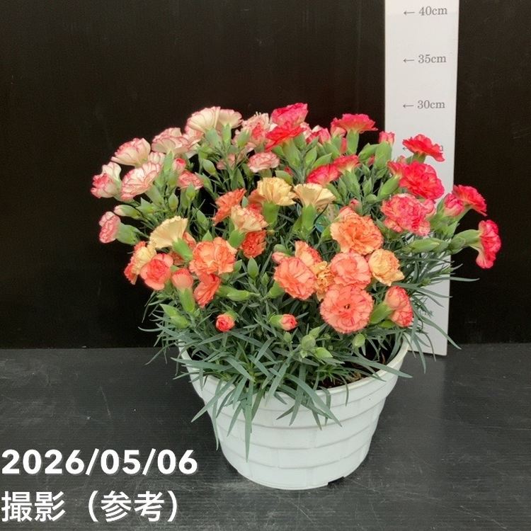 お届け5/12以降】母の日ギフト2026 カーネーション 3色植え 7号｜鉢花