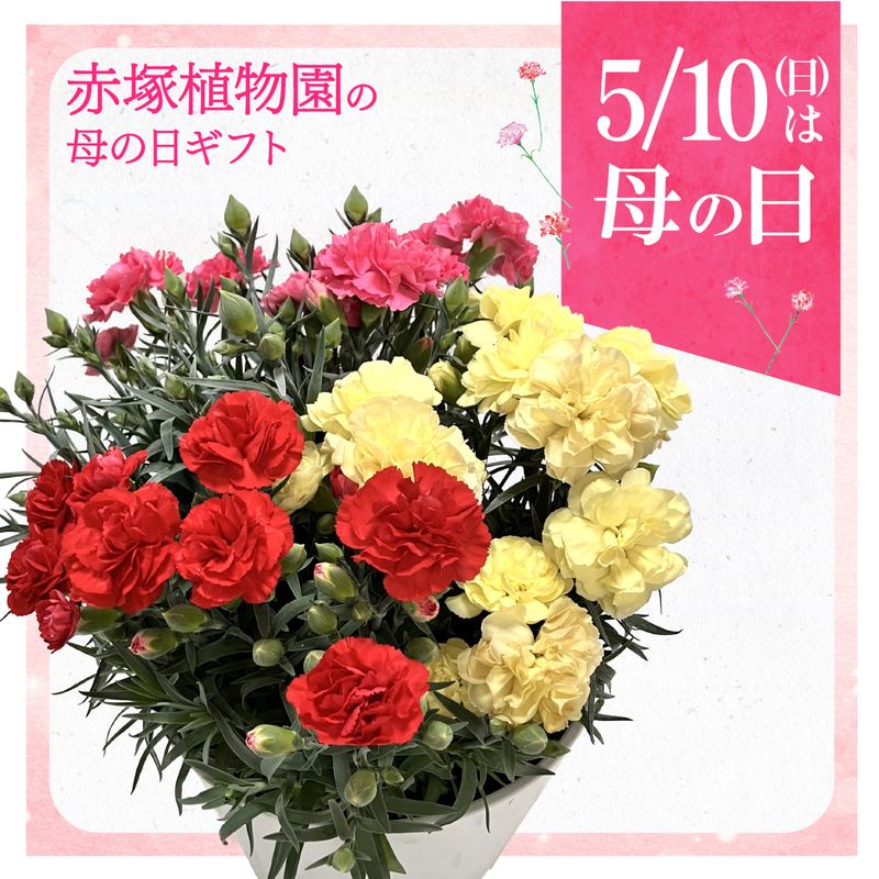 お届け5/12以降】母の日ギフト2026 カーネーション 3色植え 7号｜鉢花