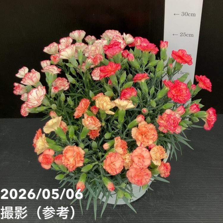 お届け5/12以降】母の日ギフト2026 カーネーション 3色植え 7号｜鉢花