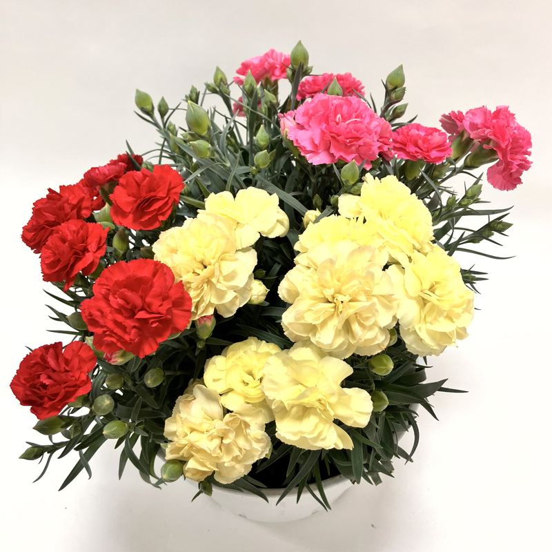 カーネーション３色植え