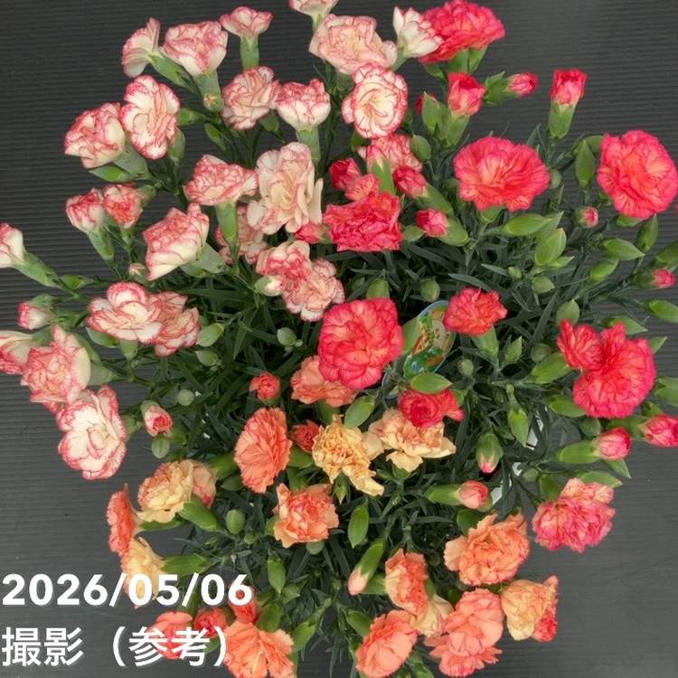 お届け5/12以降】母の日ギフト2026 カーネーション 3色植え 7号｜鉢花