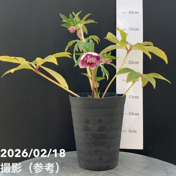 一点物】広瀬園芸 クリスマスローズ 4.5号（HR33）｜山野04-PA | 草花