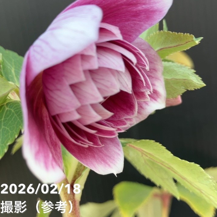 一点物】広瀬園芸 クリスマスローズ 4.5号（HR33）｜山野04-PA | 草花