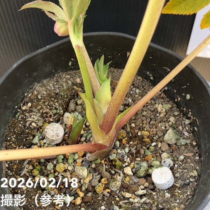 一点物】広瀬園芸 クリスマスローズ 4.5号（HR33）｜山野04-PA | 草花