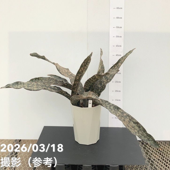 【現品お届け】サンスベリア 6号 コパトーン(S244)|観葉02-D2