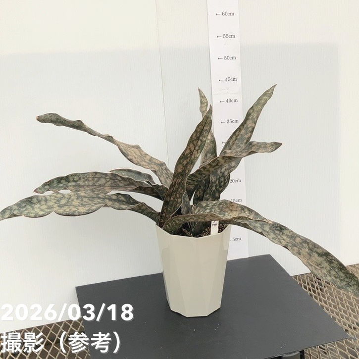 【現品お届け】サンスベリア 6号 コパトーン(S244)|観葉02-D2
