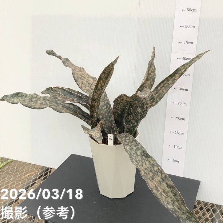 【現品お届け】サンスベリア 6号 コパトーン(S244)|観葉02-D2