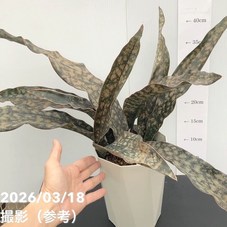 【現品お届け】サンスベリア 6号 コパトーン(S244)|観葉02-D2