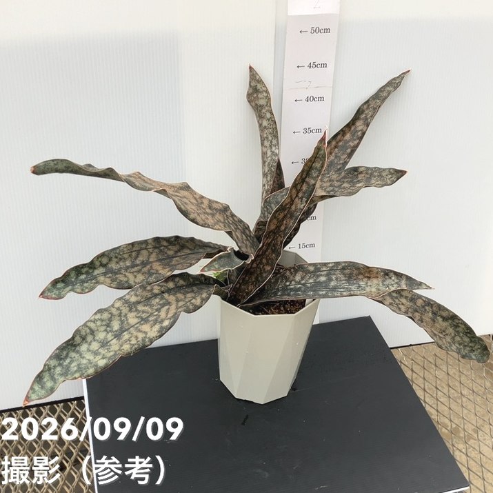 【現品お届け】サンスベリア 6号 コパトーン(S244)|観葉02-D2
