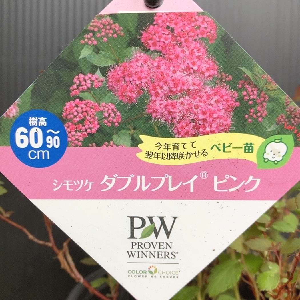 PW シモツケ ダブルプレイ ピンク 11cmロングポット｜花木04-PA | 花木