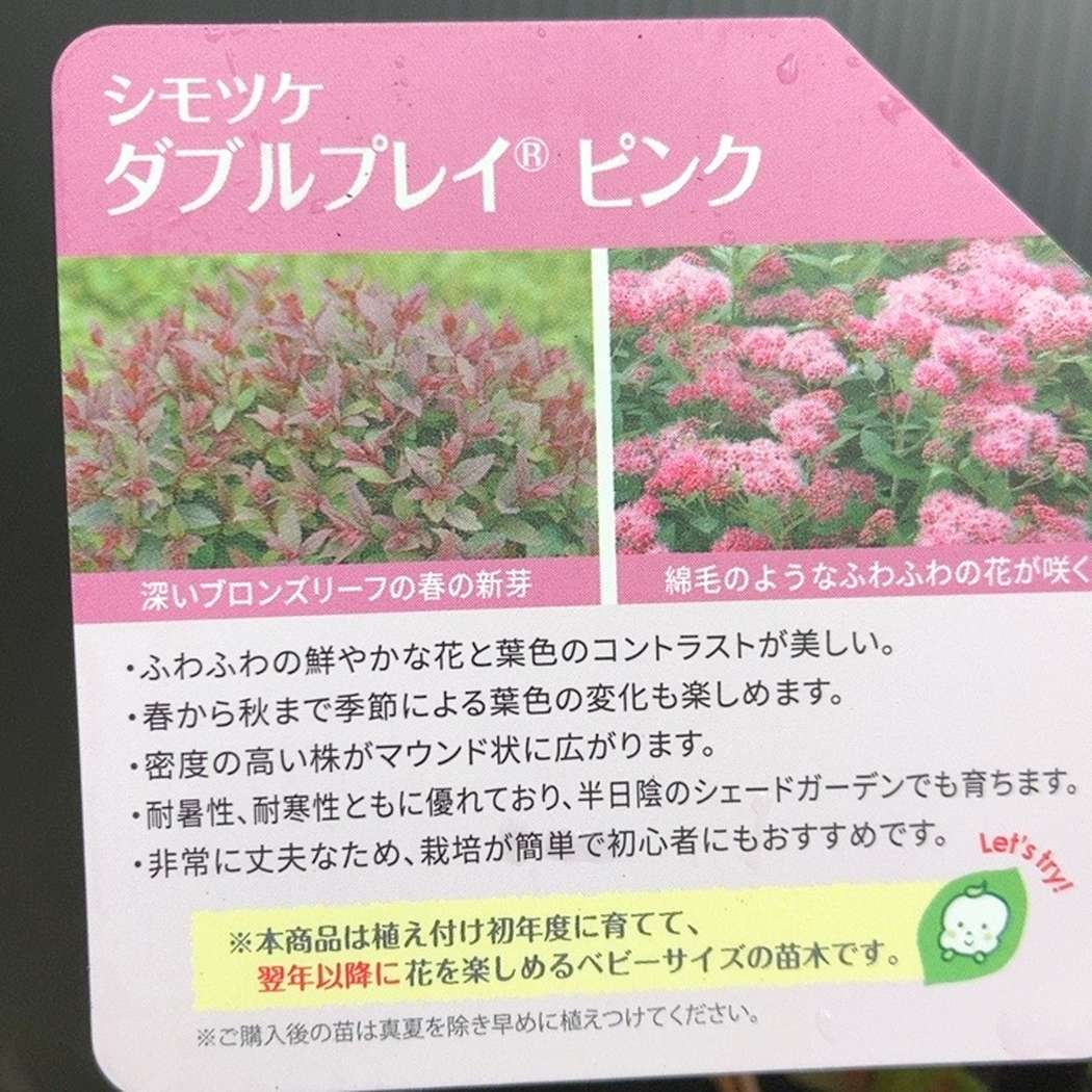 PW シモツケ ダブルプレイ ピンク 11cmロングポット｜花木04-PA | 花木