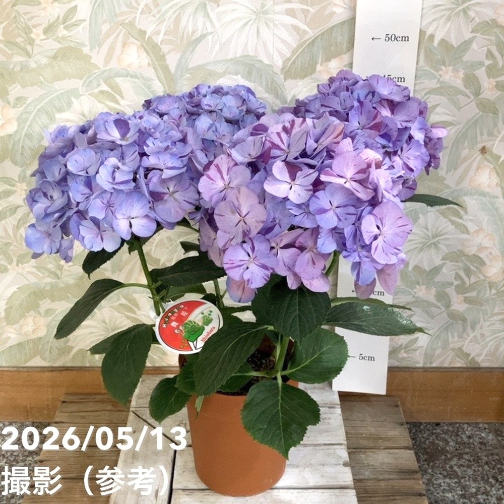 アジサイ 舞姫 まいひめ パープル 5号｜鉢花04-PA | 花木・庭木