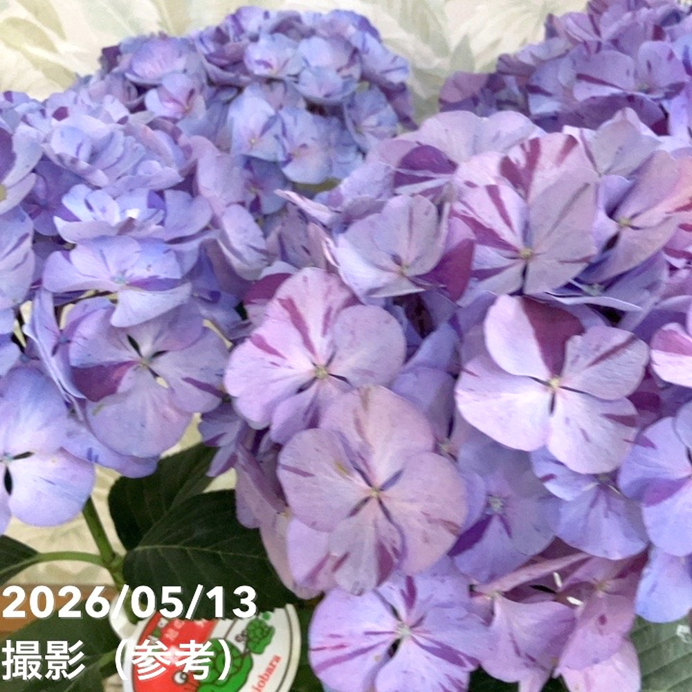 アジサイ 舞姫 まいひめ パープル 5号｜鉢花04-PA | 花木・庭木