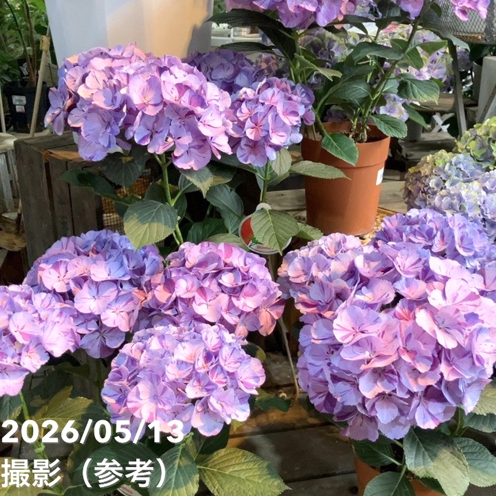 アジサイ 舞姫 まいひめ パープル 5号｜鉢花04-PA | 花木・庭木