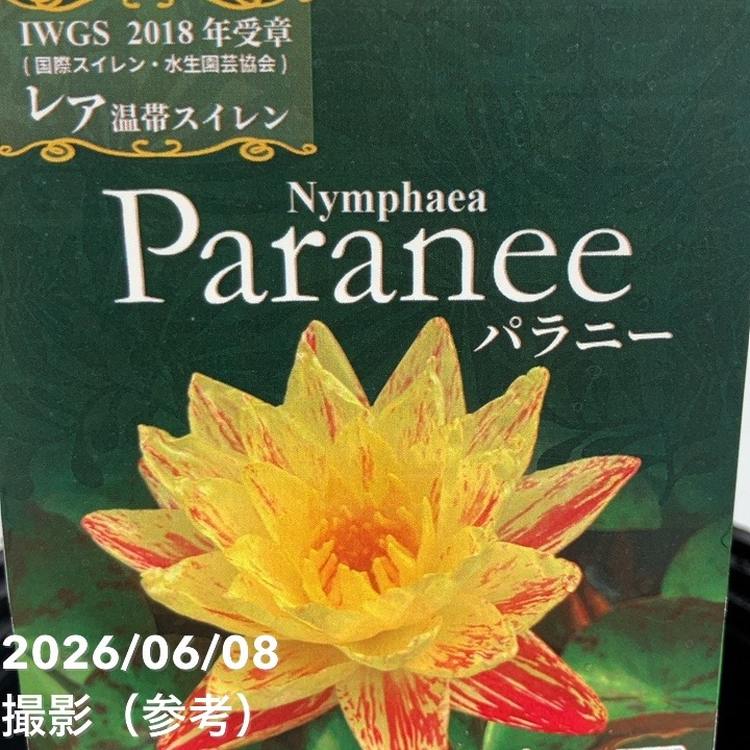 温帯スイレン パラニー 8号 ｜草花04-PA | 草花,熱帯スイレン・温帯
