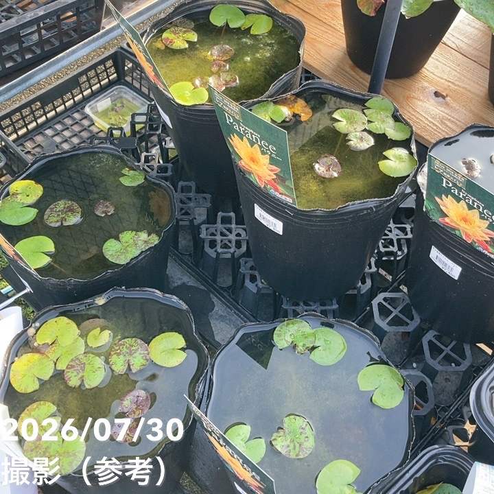温帯スイレン パラニー 8号 ｜草花04-PA | 草花,熱帯スイレン・温帯