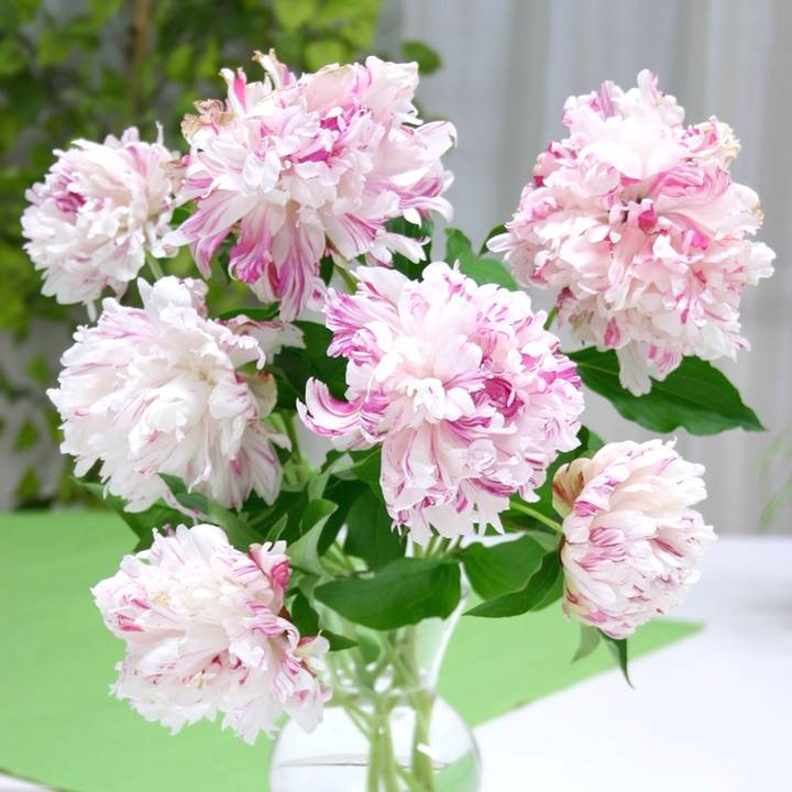 芍薬 シャクヤク 7号 ファーストレディ｜草花10-TU | 草花,芍薬・牡丹