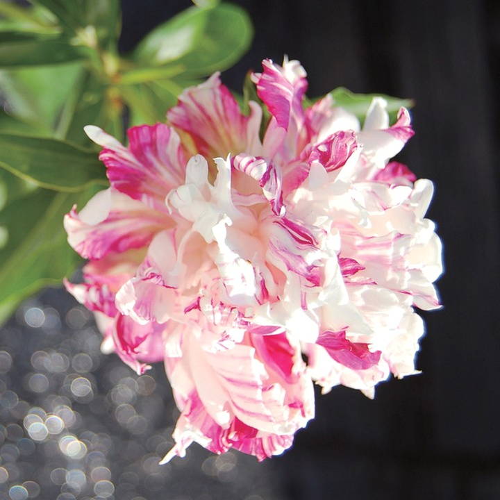 芍薬 シャクヤク 7号 ファーストレディ｜草花10-TU | 草花,芍薬・牡丹
