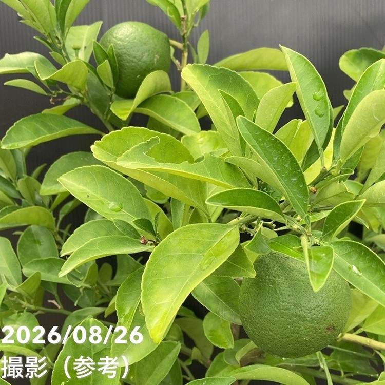 実付き柑橘＞カンダシトラスファームさん 甘夏みかん 7号｜柑橘｜果樹