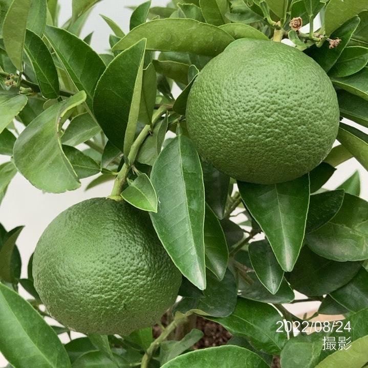 実付き柑橘＞甘夏みかん 7号｜柑橘｜果樹10-TU | 果樹,柑橘 | 赤塚