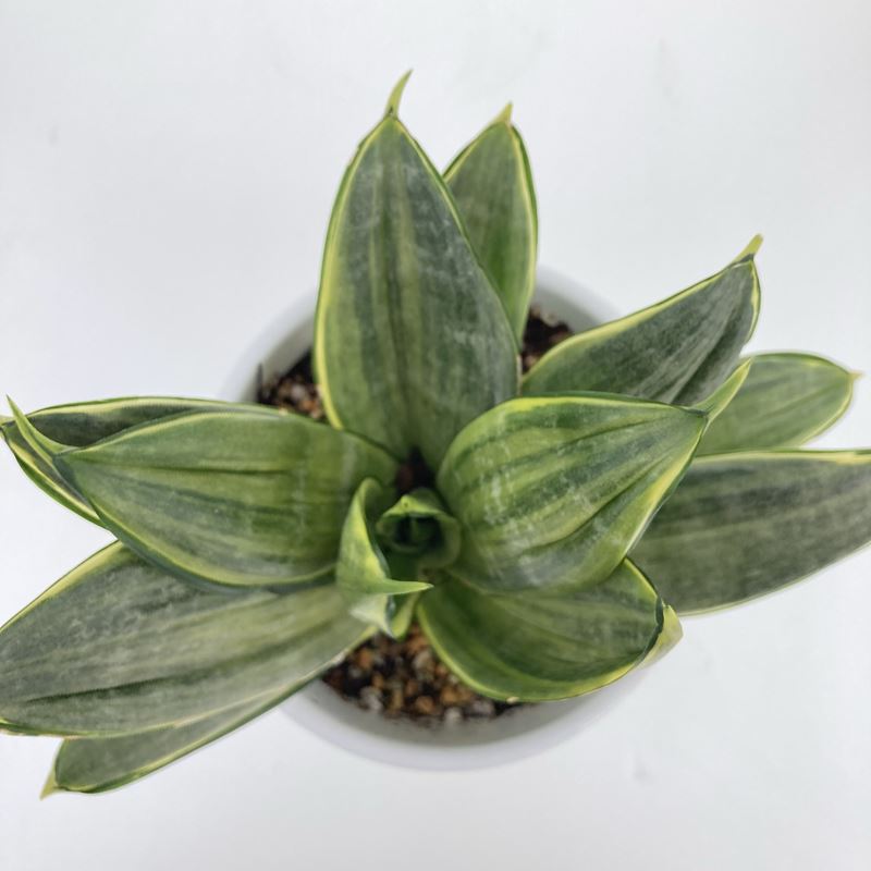 サンスベリア 大きめの観葉植物 白鉢 サンスベリア 4号 グレイハニー 白陶器鉢仕様｜観葉02-D2 | 観葉