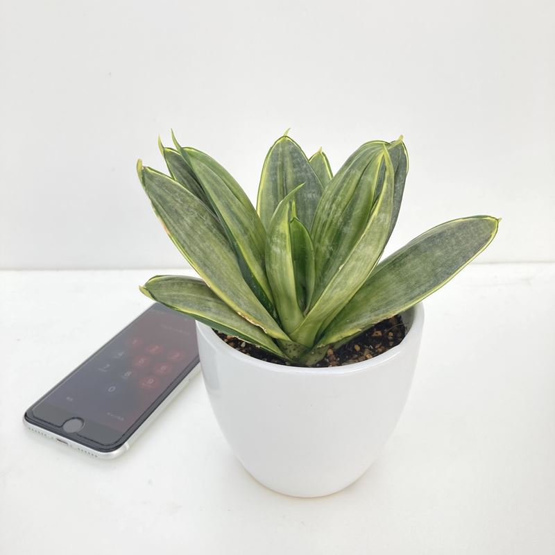 サンスベリア ゼラニカ ファイバークレイ鉢 お皿 サンスベリア