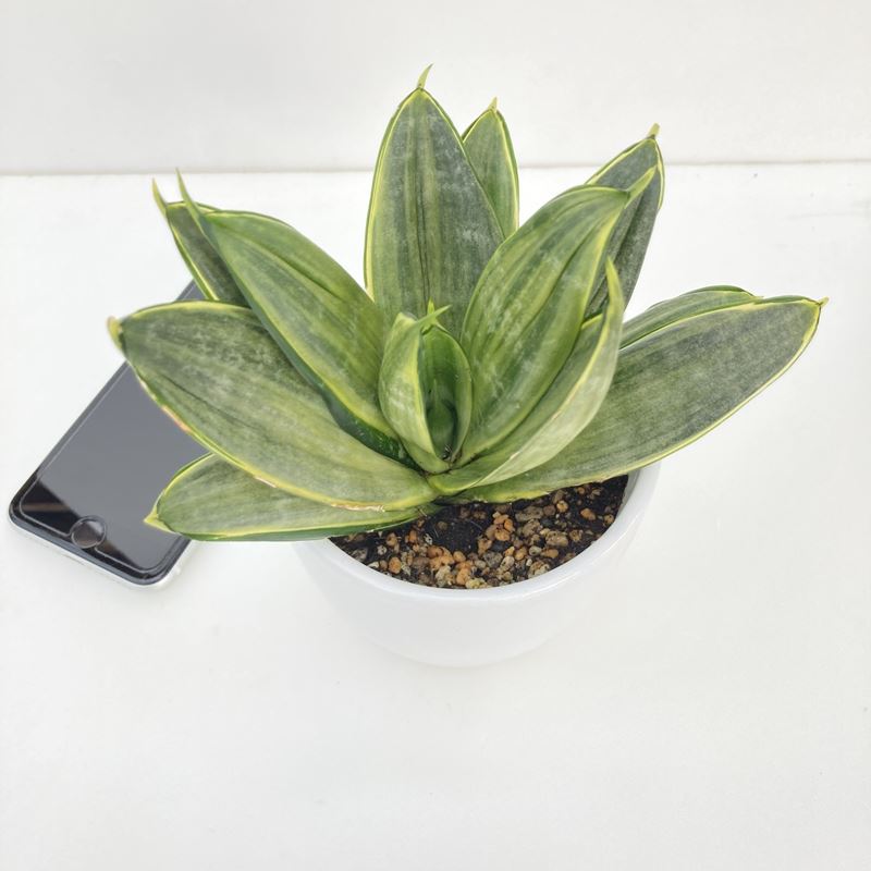 期間限定10％OFF！】サンスベリア 4号 グレイハニー 白陶器鉢仕様