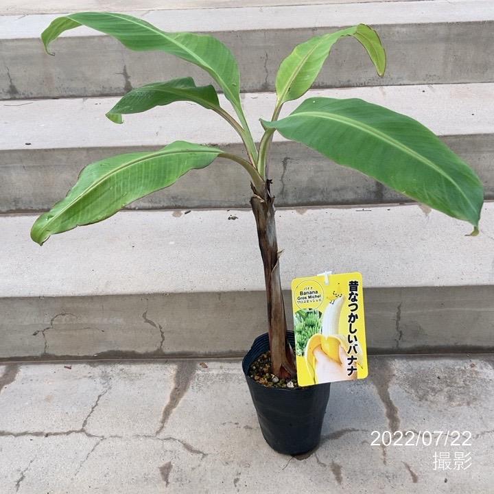 バナナ苗】幻の品種！グロスミシェルの苗1本（中幹20cm前後）【家庭