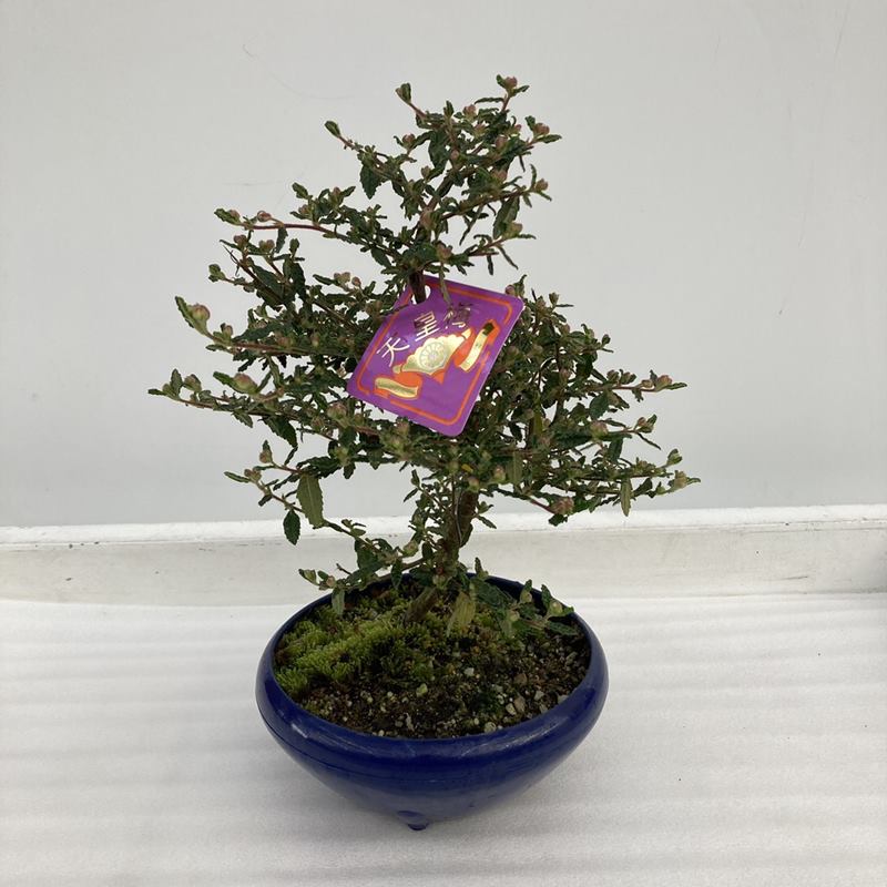 天皇梅 5号｜花木10-TU | 花木・庭木 | 赤塚植物園オンライン 花の音