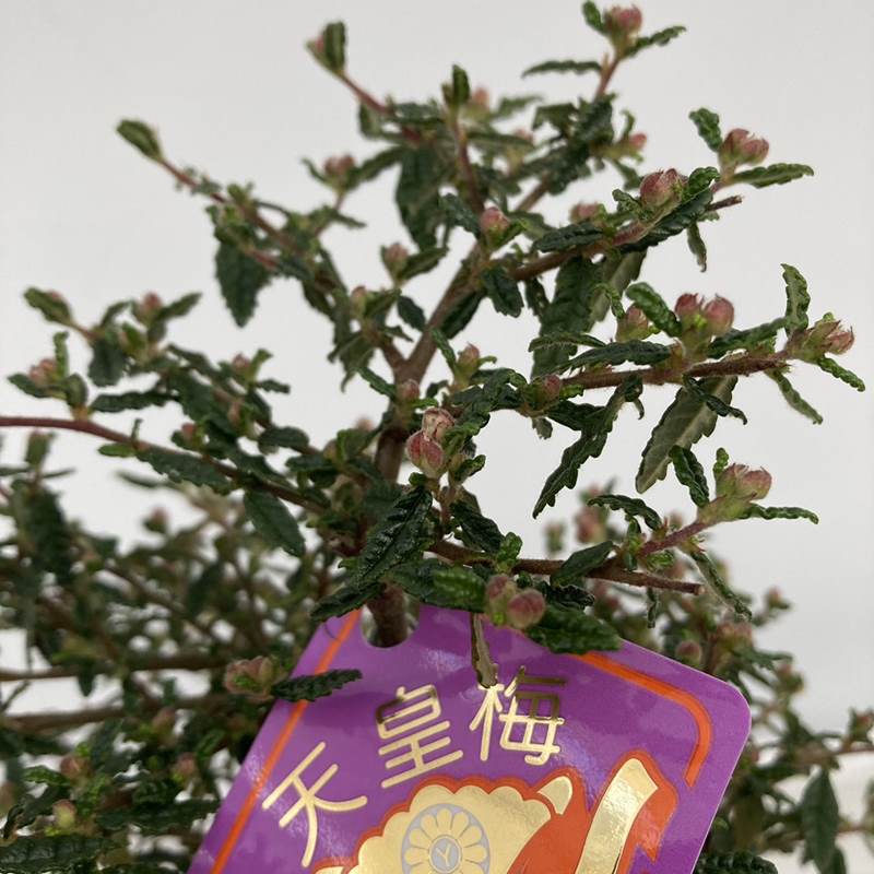 天皇梅 5号｜花木10-TU | 花木・庭木 | 赤塚植物園オンライン 花の音