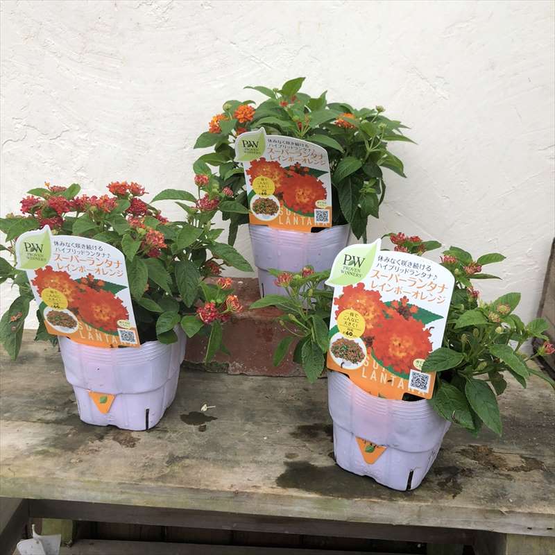 PW スーパーランタナ レインボーオレンジ 3.5号×3株セット 花芽付き苗