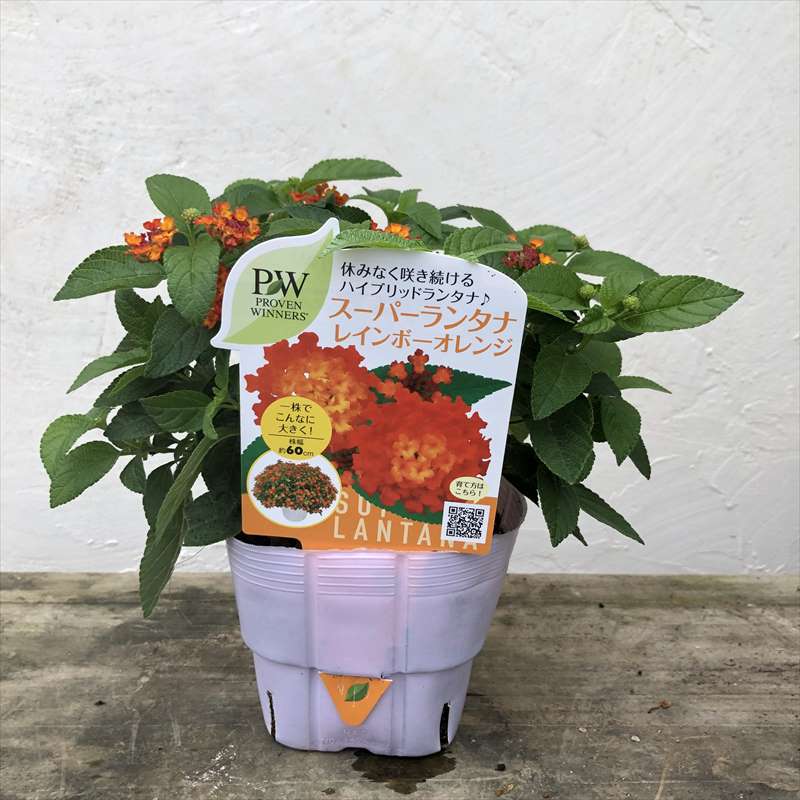 PW スーパーランタナ レインボーオレンジ 3.5号×3株セット 花芽付き苗