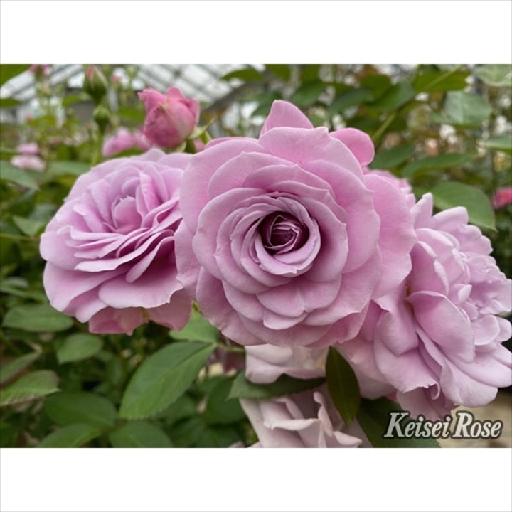 バラ大苗 マチネ 4.5号ロングポット 京成バラ園芸｜花木04-PA | 花木