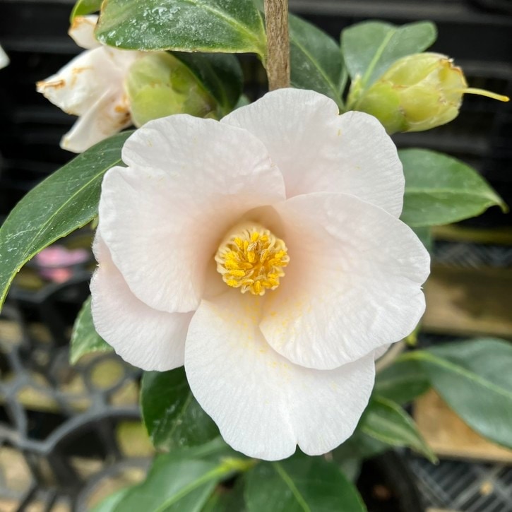 椿 ツバキ 4号 天津乙女 あまつおとめ［こだわりの前田ナーセリー苗