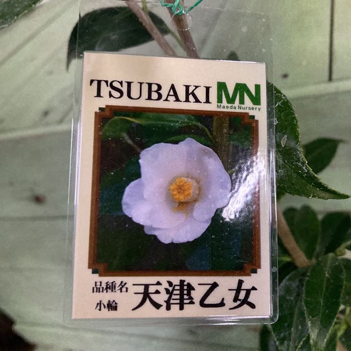 椿 ツバキ 4号 天津乙女 あまつおとめ［こだわりの前田ナーセリー苗