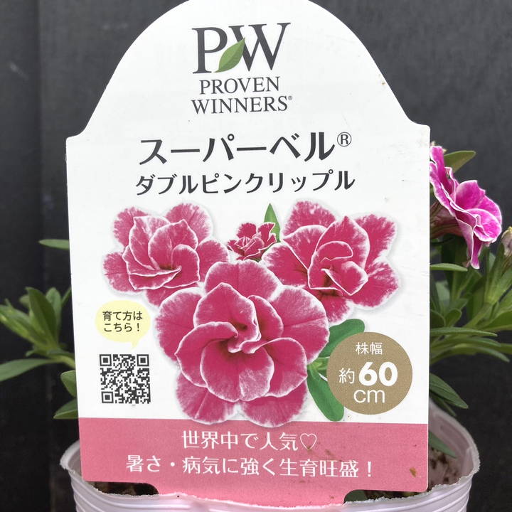 PW スーパーベル ダブルピンクリップル 3.5号×3株セット｜草花04-PA
