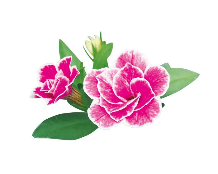 PW スーパーベル ダブルピンクリップル 3.5号×3株セット｜草花04-PA