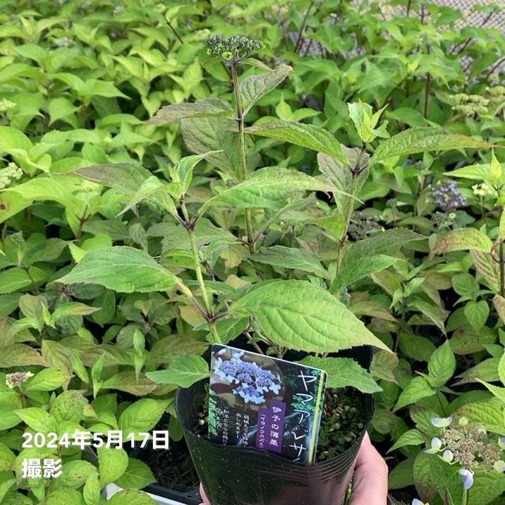 ヤマアジサイ 4号 伊予の薄墨 イヨノウスズミ（8）｜花木01-D1