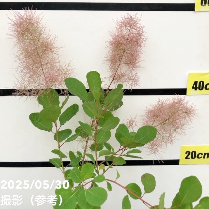 スモークツリー グリーンボール 5号｜花木10-TU | 花木・庭木,スモーク